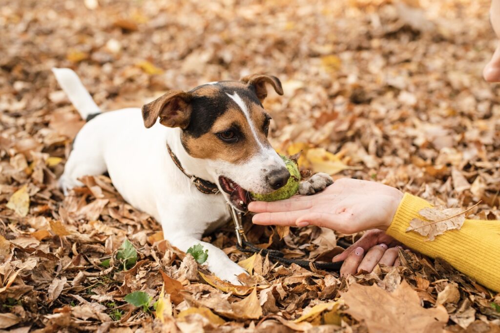 close-up-adorable-pet-park