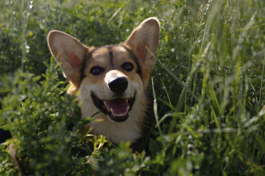 cute-smiley-dog-nature