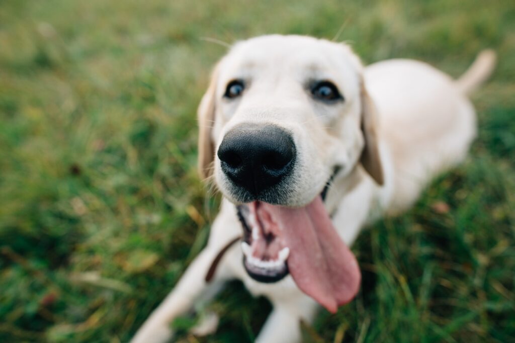 funny-dog-labrador-with-with-open-mouth-long-tongue-Large