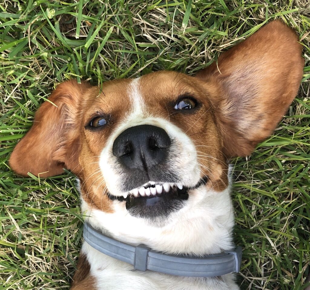 portrait-dog-field-Large