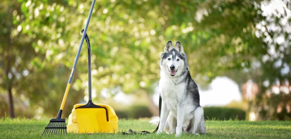 Pet Waste Removal & Pet Care Services Denver