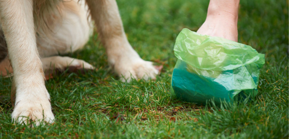 Reliable Pet Waste Pros Serving Denver Homes Denver